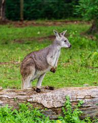 closeup of sitting red-necked wallaby Macropus rufogriseus animal farm.