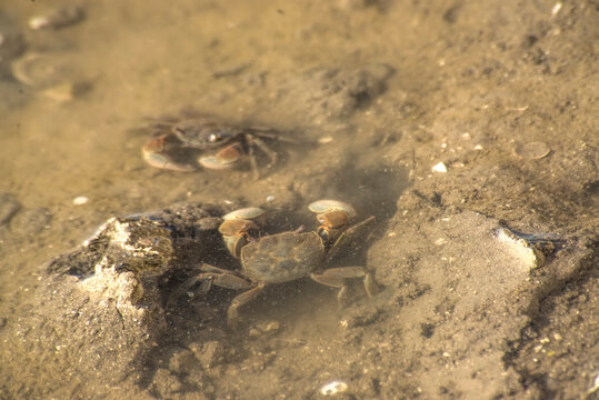 Crabs on a pond in the beach  