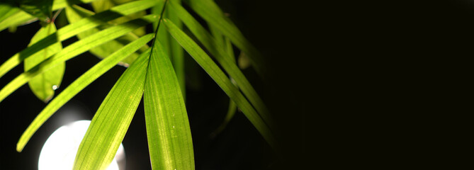 Translucent details of lush green leaves backlit with lighting at night