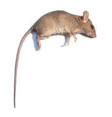 Dead rat (Mouse) isolated on white background
