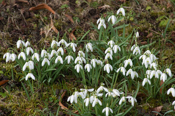 A group of snowdrops (Galanthus)