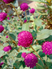 pink and yellow flower