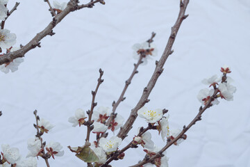 Flores de árbol de chabacano