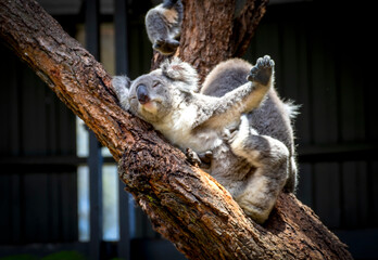 Cute Koala Sleeping