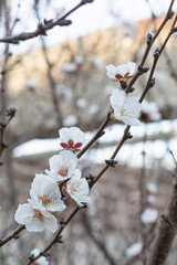 Flores de árbol de chabacano