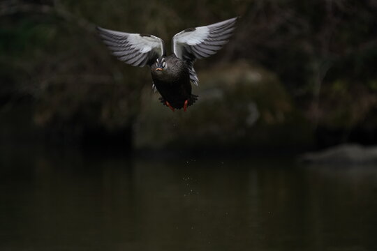 67 869 最適な 黒い水鳥 画像 ストック写真 ベクター Adobe Stock