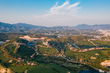 Fototapeta na wymiar Aerial view of traditional Chinese tea garden, with blooming cherry trees on the tea mountain at dusk, in Yongfu cherry blossom garden in Longyan, Fujian, China