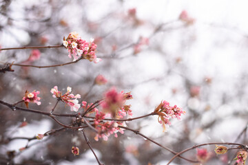 Tree branches with spring blossoms with copy space