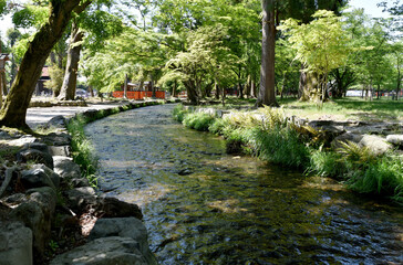 上賀茂神社　新緑のならの小川　京都市