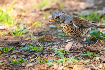Fieldfare, Turdus pilaris, on a sprng lawn.