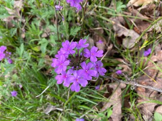 flowers in the garden