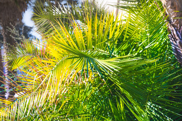 Date palm leaves close up in sunny day in California