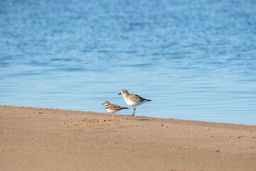 Black-bellied plover and killdeer birds on the beach. Guadalupe-Nipomo Dunes National Wildlife reserve, CA