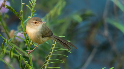 Brown Prinia perching on a mimosa branch