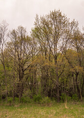Obraz na płótnie Canvas Fall trees in Illinois