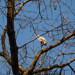 Perched heron against blue sky