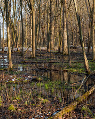Dense forest in winter