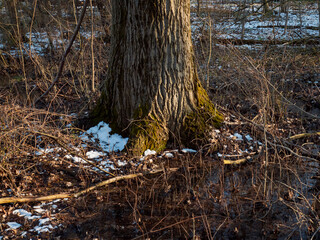 Tree stump at forest preserve in winter