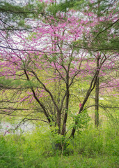 Fototapeta na wymiar Pink trees at forest preserve in summer 