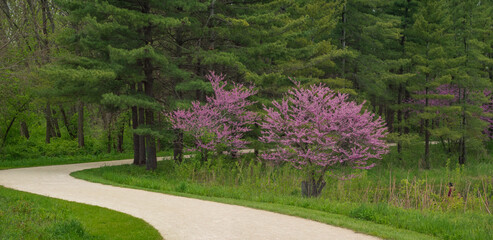 Pink trees at forest preserve in summer 