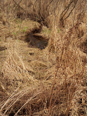 Prairie grass at forest preserve