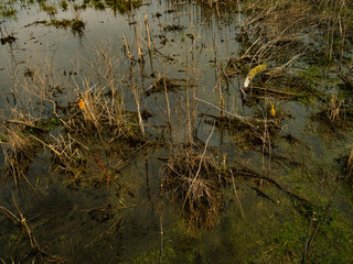 Spring trees in marsh