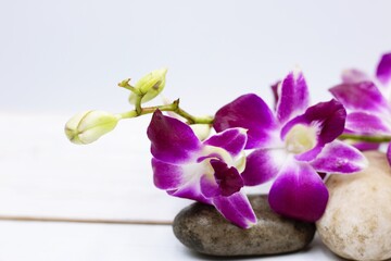 Obraz na płótnie Canvas Thai Purple Orchid flowers are on white background