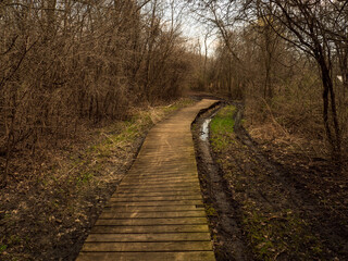 Wooden boardwalk in forest preserve