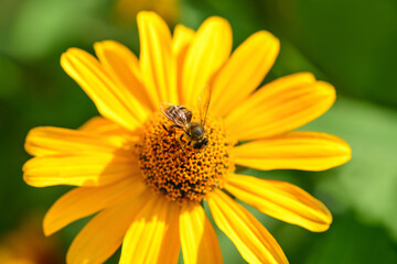 Bee and flower. Close up of a  striped bee collecting pollen on a yellow flower on a Sunny bright day. A bee collects honey from a flower. Macro photography. Summer and spring backgrounds