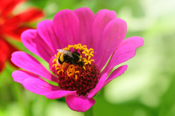 Bumblebee. One large bumblebee sits on a pink flower on a Sunny bright day. Macro