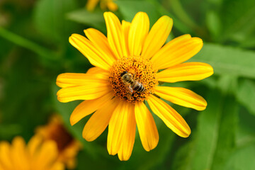 Bee and flower. Close up of a  striped bee collecting pollen on a yellow flower on a Sunny bright day. A bee collects honey from a flower. Summer and spring backgrounds