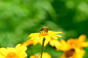 .Bee and flower. Close up of a  striped bee collecting pollen on a yellow flower on a Sunny bright day. A bee collects honey from a flower. Summer and spring backgrounds