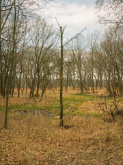 Lone tree in prairie grass