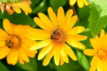 .Bee and flower. Close up of a  striped bee collecting pollen on a yellow flower on a Sunny bright day, top view. Summer and spring backgrounds