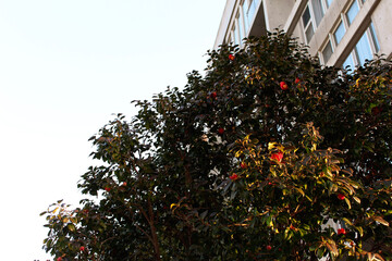 decorated christmas tree