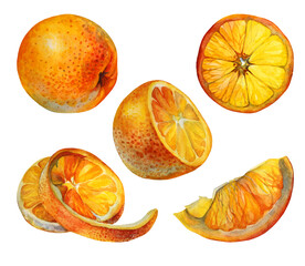 Set watercolor citrus fruit orange slice isolated on white background. Hand-drawn food object for menu, sticker, wrapping, card, wallpaper
