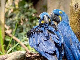 Two blue Macaw parrot tropical exotic birds perched together on a branch in nature, up close macro shot of wildlife animal with blue feathers.