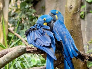 Two blue Macaw parrot tropical exotic birds perched together on a branch in nature, up close macro shot of wildlife animal with blue feathers.