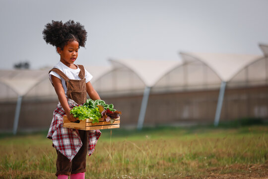 Little African American curly hair girl farmer holding basket of fresh salad vegetable at farm.
