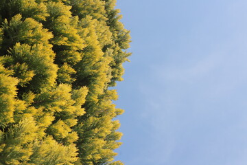 yellow tree