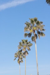 palm trees against blue sky