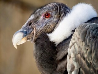 A condor bird wildlife animal up close in macro shot with its gray and white feathers and red eye looking off to the distance in nature.
