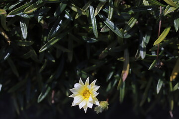 flowers in the garden