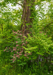Fototapeta premium Woodland Flowers in Illinois Forest Preserve