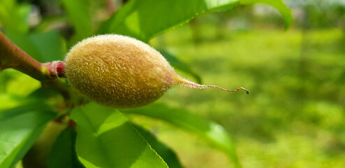 복사꽃 떨어지고 아기복숭아 맺기 시작 