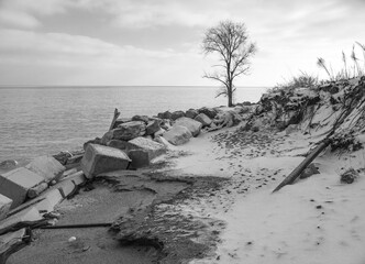 Black and white beach with snowy tree