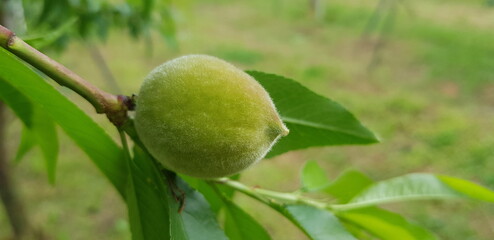 복숭아 아기열매 