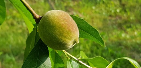 복숭아 아기열매 