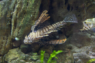 Inhabitants of the underwater world. Meetings with the inhabitants of the seabed during a walk...