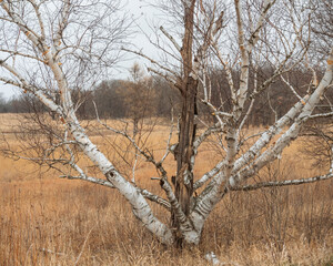 Lone birch tree at winter forest preserve